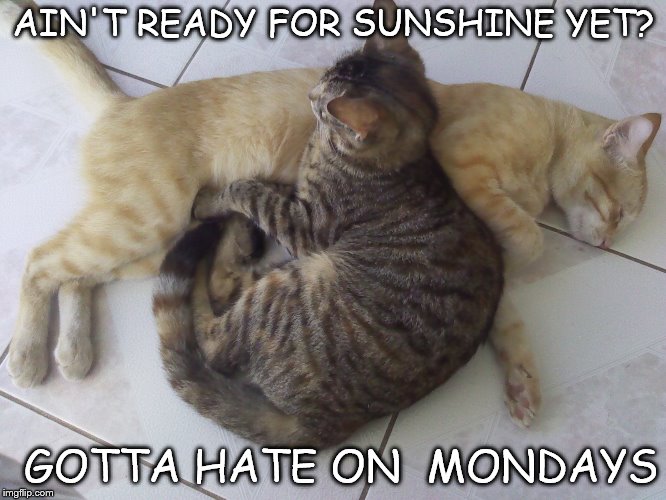 Orange Kitty Cat | AIN'T READY FOR SUNSHINE YET? GOTTA HATE ON  MONDAYS | image tagged in grumpy cat,i hate mondays,good morning,cats | made w/ Imgflip meme maker