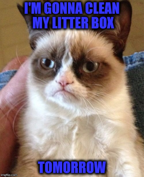 Grumpy Cat Meme | I'M GONNA CLEAN MY LITTER BOX TOMORROW | image tagged in memes,grumpy cat | made w/ Imgflip meme maker