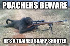 Funny animals | POACHERS BEWARE; HE'S A TRAINED SHARP SHOOTER | image tagged in funny animals | made w/ Imgflip meme maker