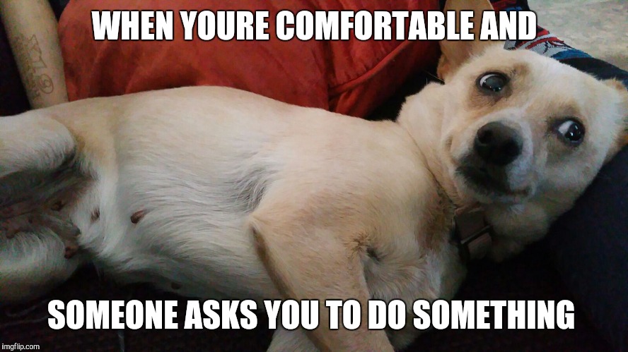 WHEN YOURE COMFORTABLE AND; SOMEONE ASKS YOU TO DO SOMETHING | image tagged in dog,funny dogs,dogs,memes,lazy | made w/ Imgflip meme maker