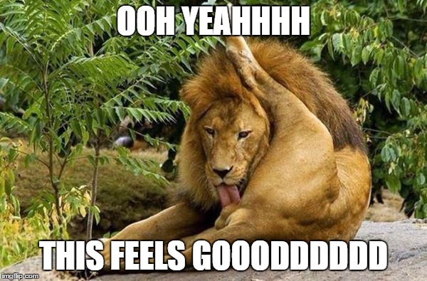 lion licking balls | OOH YEAHHHH; THIS FEELS GOOODDDDDD | image tagged in lion licking balls | made w/ Imgflip meme maker