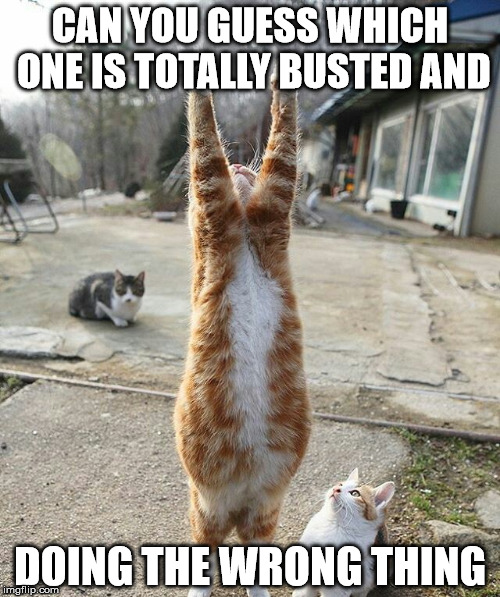 I Confess It was Me | CAN YOU GUESS WHICH ONE IS TOTALLY BUSTED AND; DOING THE WRONG THING | image tagged in busted cat,scared cat,i'm busted,the gig is up,it's always the fat one | made w/ Imgflip meme maker