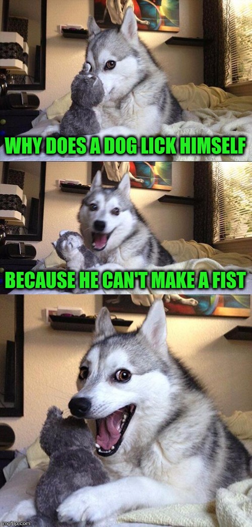 Bad Pun Dog Meme | WHY DOES A DOG LICK HIMSELF; BECAUSE HE CAN'T MAKE A FIST | image tagged in memes,bad pun dog | made w/ Imgflip meme maker