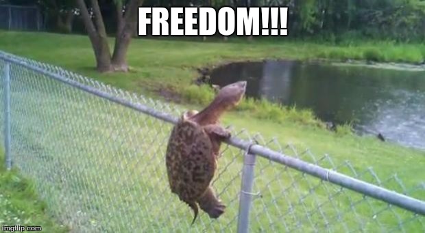 turtle fence escape | FREEDOM!!! | image tagged in turtle fence escape | made w/ Imgflip meme maker