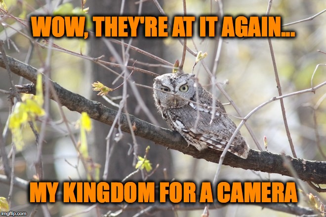 You Gotta Wonder What An Owl Thinks When He Sees You Through Your Window First Thing In The Morning.... | WOW, THEY'RE AT IT AGAIN... MY KINGDOM FOR A CAMERA | image tagged in befuddled | made w/ Imgflip meme maker