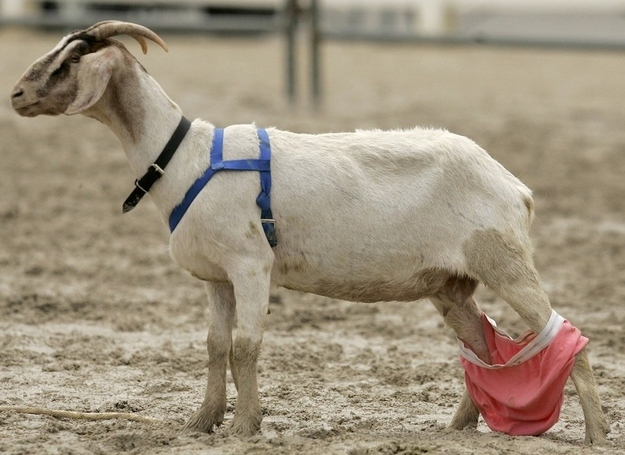 High Quality underwear goat Blank Meme Template