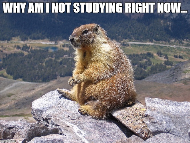 Studying... | WHY AM I NOT STUDYING RIGHT NOW... | image tagged in thinkinggroundhog,meme,funny,exams,study | made w/ Imgflip meme maker