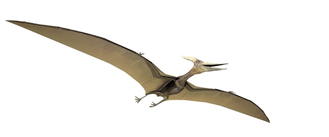 High Quality Pterodactyl Blank Meme Template