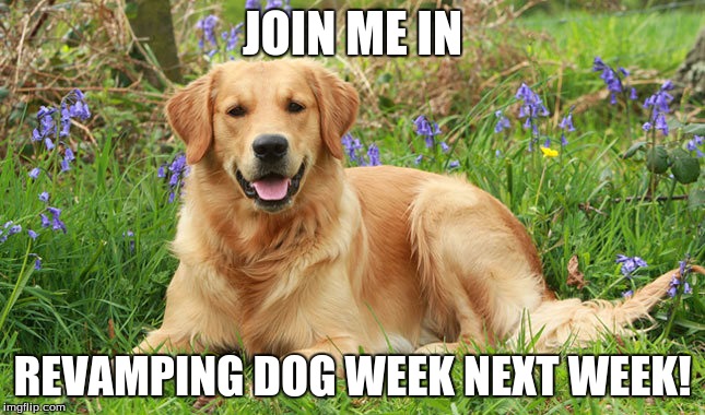 Let's Go! Revamp of Dog Week, May 22-26 | JOIN ME IN; REVAMPING DOG WEEK NEXT WEEK! | image tagged in golden doggo,revamp of dog week | made w/ Imgflip meme maker