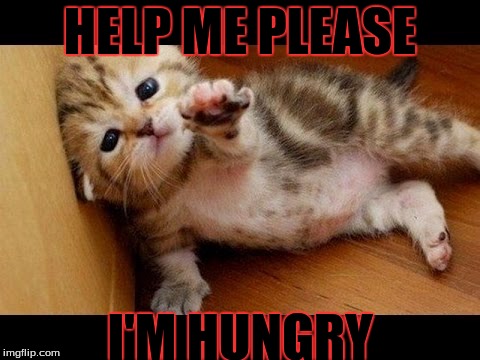 HELP ME PLEASE; I'M HUNGRY | image tagged in hungry | made w/ Imgflip meme maker