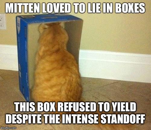 Interesting cat | MITTEN LOVED TO LIE IN BOXES; THIS BOX REFUSED TO YIELD DESPITE THE INTENSE STANDOFF | image tagged in interesting cat | made w/ Imgflip meme maker