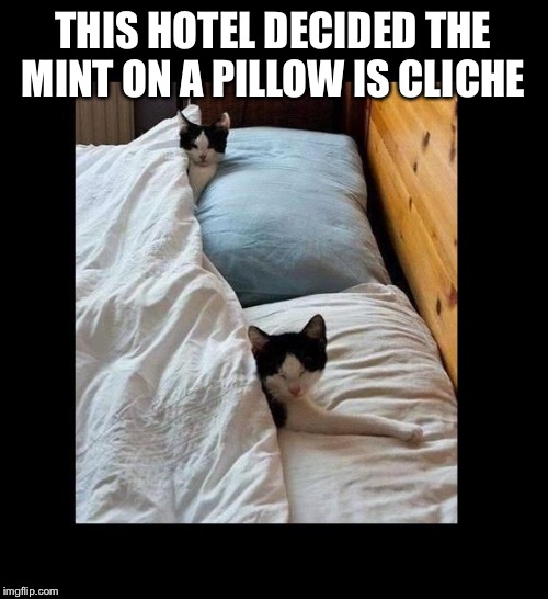 Cats In Bed | THIS HOTEL DECIDED THE MINT ON A PILLOW IS CLICHE | image tagged in cats in bed | made w/ Imgflip meme maker