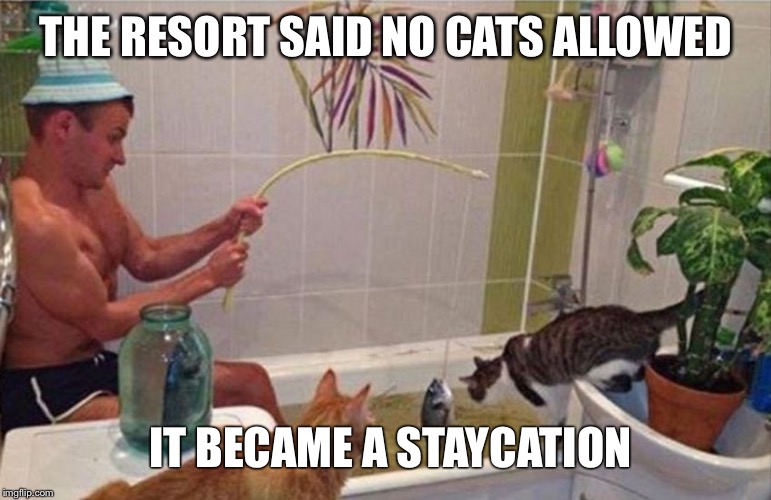 cat fishing | THE RESORT SAID NO CATS ALLOWED; IT BECAME A STAYCATION | image tagged in cat fishing | made w/ Imgflip meme maker