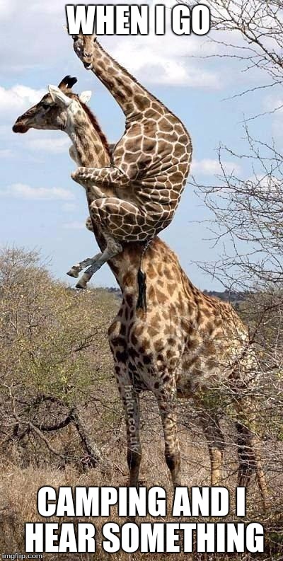 Funny Giraffe | WHEN I GO; CAMPING AND I HEAR SOMETHING | image tagged in funny giraffe | made w/ Imgflip meme maker