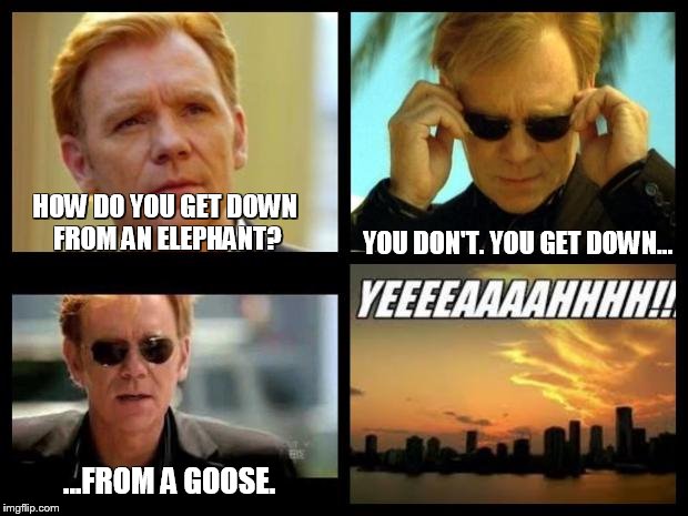 CSI | HOW DO YOU GET DOWN FROM AN ELEPHANT? YOU DON'T. YOU GET DOWN... ...FROM A GOOSE. | image tagged in csi | made w/ Imgflip meme maker