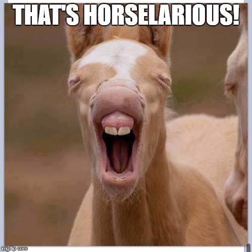 Foal | THAT'S HORSELARIOUS! | image tagged in foal | made w/ Imgflip meme maker