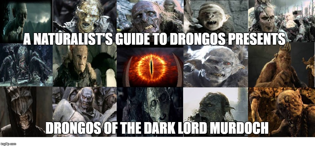 A NATURALIST'S GUIDE TO DRONGOS PRESENTS; DRONGOS OF THE DARK LORD MURDOCH | made w/ Imgflip meme maker