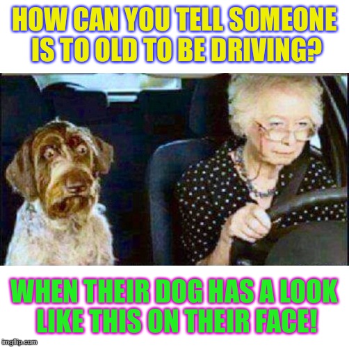 Past tense pooch | HOW CAN YOU TELL SOMEONE IS TO OLD TO BE DRIVING? WHEN THEIR DOG HAS A LOOK LIKE THIS ON THEIR FACE! | image tagged in memes,imgflip | made w/ Imgflip meme maker