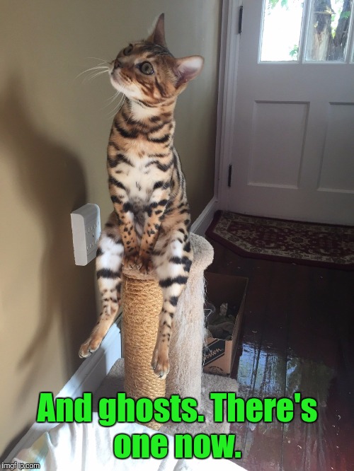 Cat Chilling | And ghosts. There's one now. | image tagged in cat chilling | made w/ Imgflip meme maker