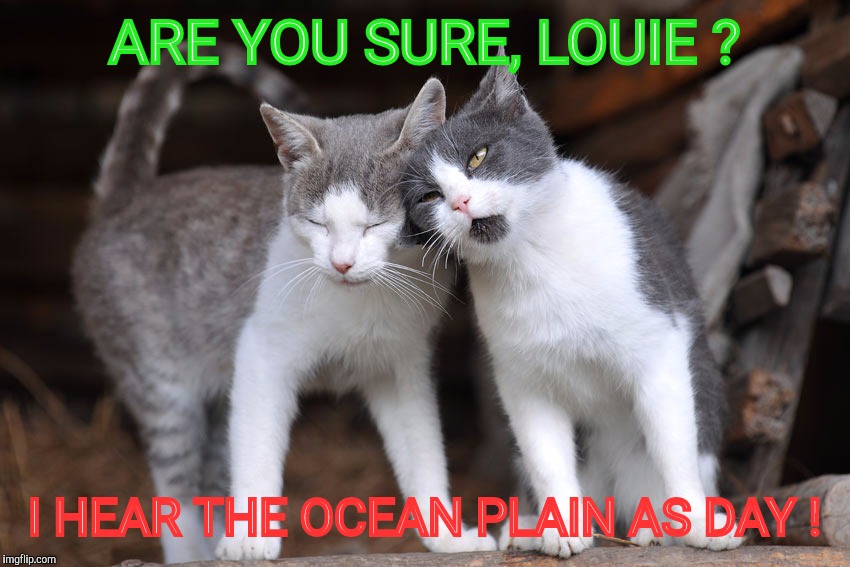 OCD Cat | ARE YOU SURE, LOUIE ? I HEAR THE OCEAN PLAIN AS DAY ! | image tagged in ocd cat | made w/ Imgflip meme maker