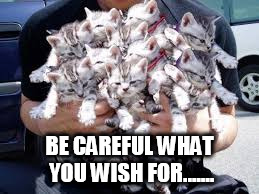BE CAREFUL WHAT YOU WISH FOR....... | image tagged in too many kitties | made w/ Imgflip meme maker