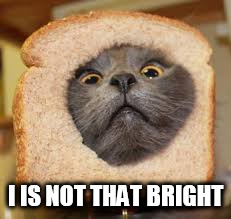 I IS NOT THAT BRIGHT | image tagged in dumb kitty | made w/ Imgflip meme maker