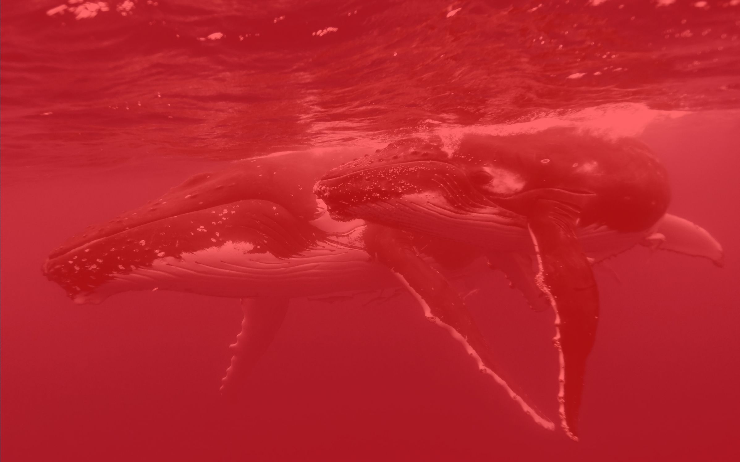 Redwhale Blank Meme Template