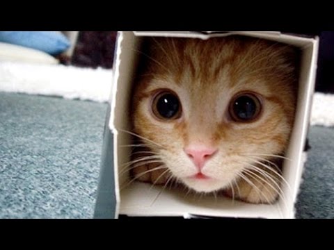 Cat in a Box Blank Meme Template