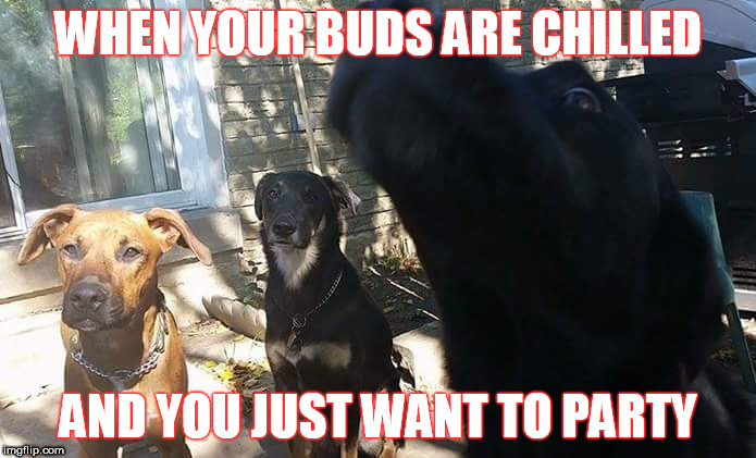 WHEN YOUR BUDS ARE CHILLED; AND YOU JUST WANT TO PARTY | image tagged in rjl's dogs | made w/ Imgflip meme maker