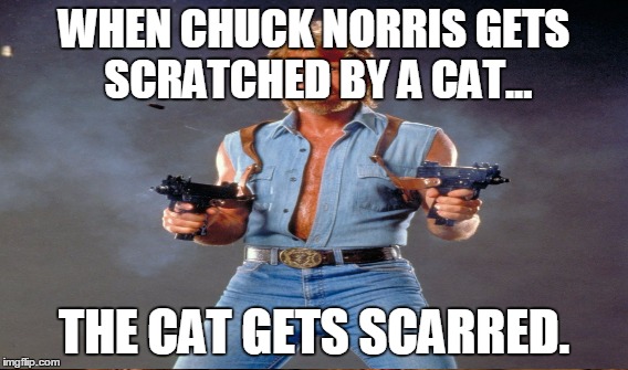 WHEN CHUCK NORRIS GETS SCRATCHED BY A CAT... THE CAT GETS SCARRED. | made w/ Imgflip meme maker