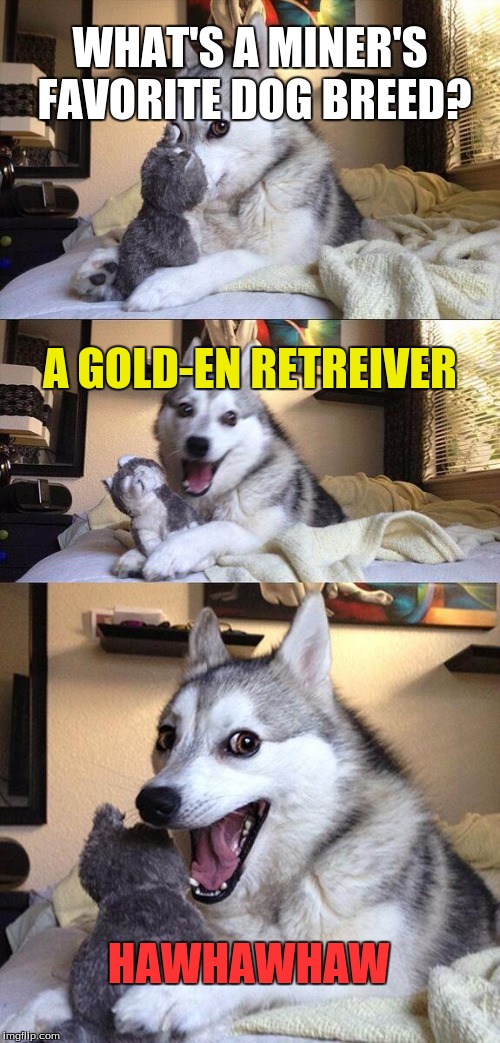 Bad Dog Puns | Revamp of Dog Week, May 22-26 | WHAT'S A MINER'S FAVORITE DOG BREED? A GOLD-EN RETREIVER; HAWHAWHAW | image tagged in memes,bad pun dog,revamp of dog week | made w/ Imgflip meme maker