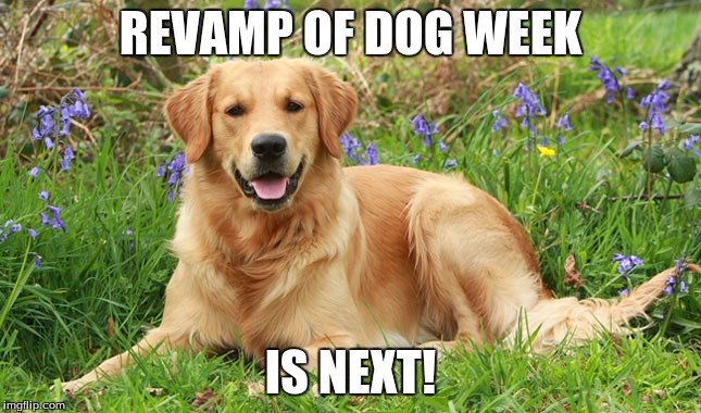 Golden Doggo | REVAMP OF DOG WEEK IS NEXT! | image tagged in golden doggo | made w/ Imgflip meme maker