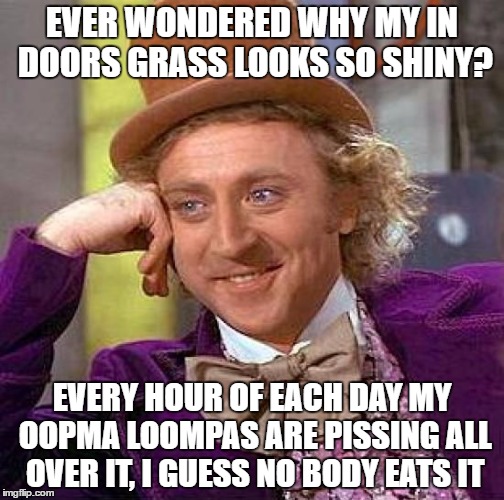 Creepy Condescending Wonka | EVER WONDERED WHY MY IN DOORS GRASS LOOKS SO SHINY? EVERY HOUR OF EACH DAY MY OOPMA LOOMPAS ARE PISSING ALL OVER IT, I GUESS NO BODY EATS IT | image tagged in memes,creepy condescending wonka | made w/ Imgflip meme maker