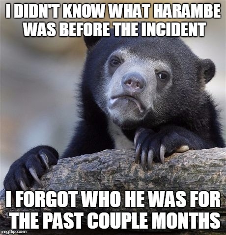 Confession Bear Meme | I DIDN'T KNOW WHAT HARAMBE WAS BEFORE THE INCIDENT I FORGOT WHO HE WAS FOR THE PAST COUPLE MONTHS | image tagged in memes,confession bear | made w/ Imgflip meme maker