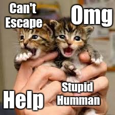 Poor Kittens  | Omg; Can't Escape; Stupid Humman; Help | image tagged in help | made w/ Imgflip meme maker