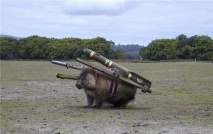 Combat Wombat Blank Meme Template