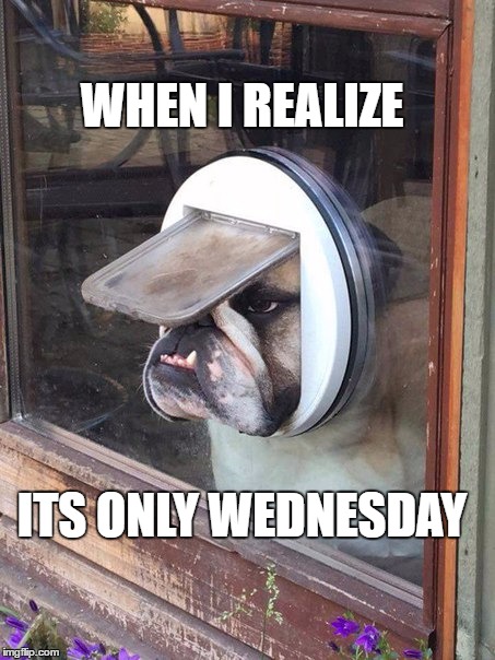 It's Only Wednesday Dog | WHEN I REALIZE; ITS ONLY WEDNESDAY | image tagged in wednesday,only wednesday,dog,sad,face,meme | made w/ Imgflip meme maker