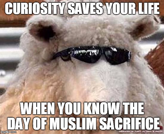 sheep | CURIOSITY SAVES YOUR LIFE; WHEN YOU KNOW THE DAY OF MUSLIM SACRIFICE | image tagged in sheep | made w/ Imgflip meme maker