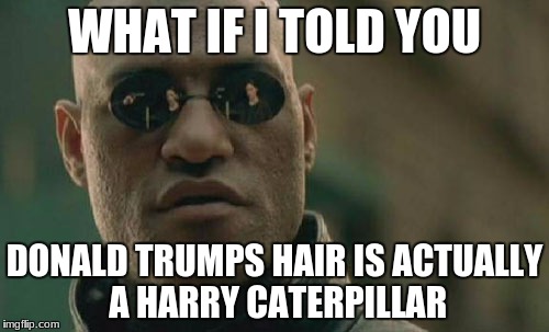 Matrix Morpheus Meme | WHAT IF I TOLD YOU; DONALD TRUMPS HAIR IS ACTUALLY A HARRY CATERPILLAR | image tagged in memes,matrix morpheus | made w/ Imgflip meme maker