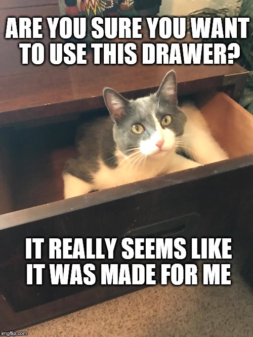 Cat in the Drawer | ARE YOU SURE YOU WANT TO USE THIS DRAWER? IT REALLY SEEMS LIKE IT WAS MADE FOR ME | image tagged in helping organize,funny cat memes | made w/ Imgflip meme maker