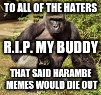 Harambe Week Is Coming Soon... 21-28th of may | TO ALL OF THE HATERS; R.I.P. MY BUDDY; THAT SAID HARAMBE MEMES WOULD DIE OUT | image tagged in harambe,1year | made w/ Imgflip meme maker