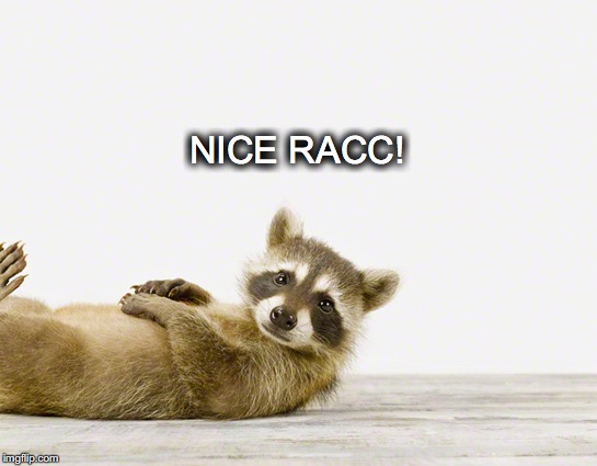 Hey baby! | NICE RACC! | image tagged in janey mack meme,flirty meme,funny,nice rack,nice racc,racoon | made w/ Imgflip meme maker