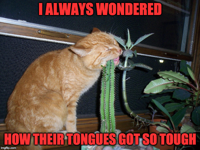 the truth about cats |  I ALWAYS WONDERED; HOW THEIR TONGUES GOT SO TOUGH | image tagged in why cats are tough,fearless,strong,cactus,thorns | made w/ Imgflip meme maker