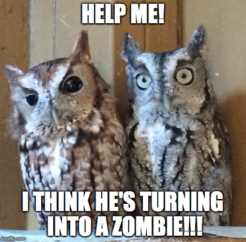 HELP ME! I THINK HE'S TURNING INTO A ZOMBIE!!! | image tagged in owl,owls,zombie | made w/ Imgflip meme maker