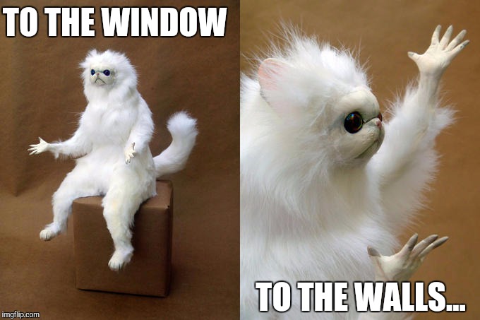 Movie One Liner Week - a jeffnethercot event. May 22-28! Do your worst! | TO THE WINDOW; TO THE WALLS... | image tagged in memes,persian cat room guardian | made w/ Imgflip meme maker