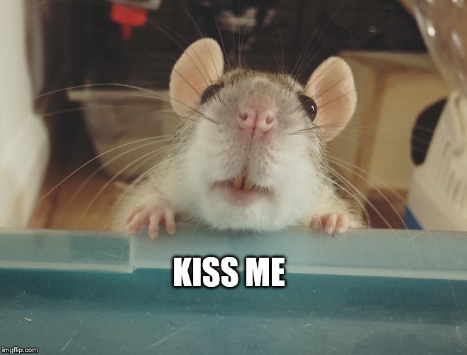 Kiss Me  | KISS ME | image tagged in kiss me | made w/ Imgflip meme maker
