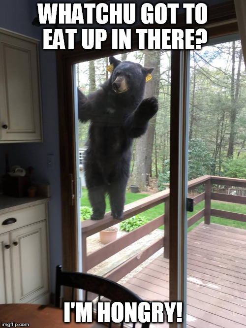 1 of the 3 bears | WHATCHU GOT TO EAT UP IN THERE? I'M HONGRY! | image tagged in bedtime story,goldilocks,bear,funny,funny memes,food | made w/ Imgflip meme maker