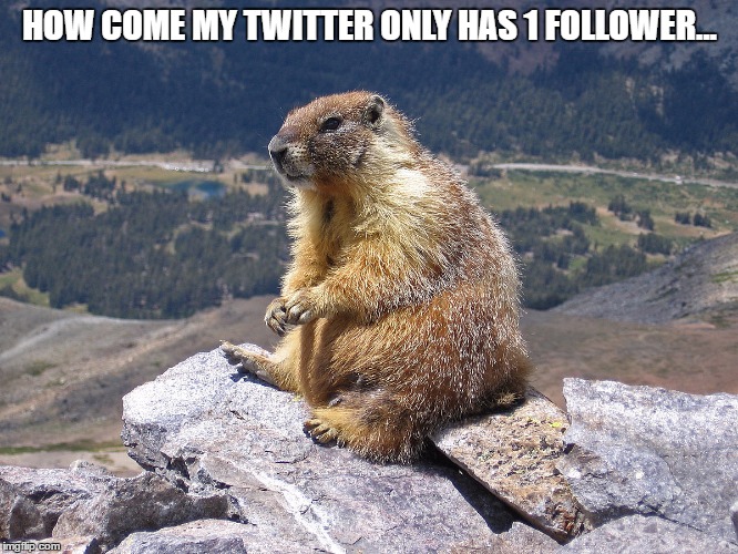 Twitter... | HOW COME MY TWITTER ONLY HAS 1 FOLLOWER... | image tagged in thinkinggroundhog,funny,memes,twitter,unpopularity | made w/ Imgflip meme maker