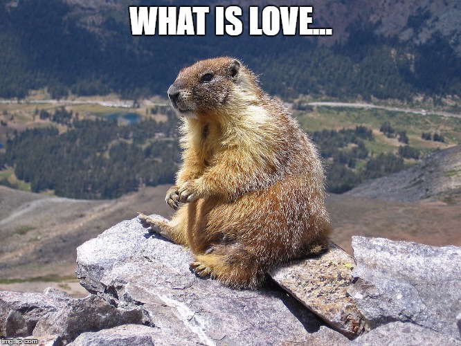 Baby don't Hurt me... | WHAT IS LOVE... | image tagged in thinkinggroundhog,funny,memes,what is love,baby dont hurt me | made w/ Imgflip meme maker