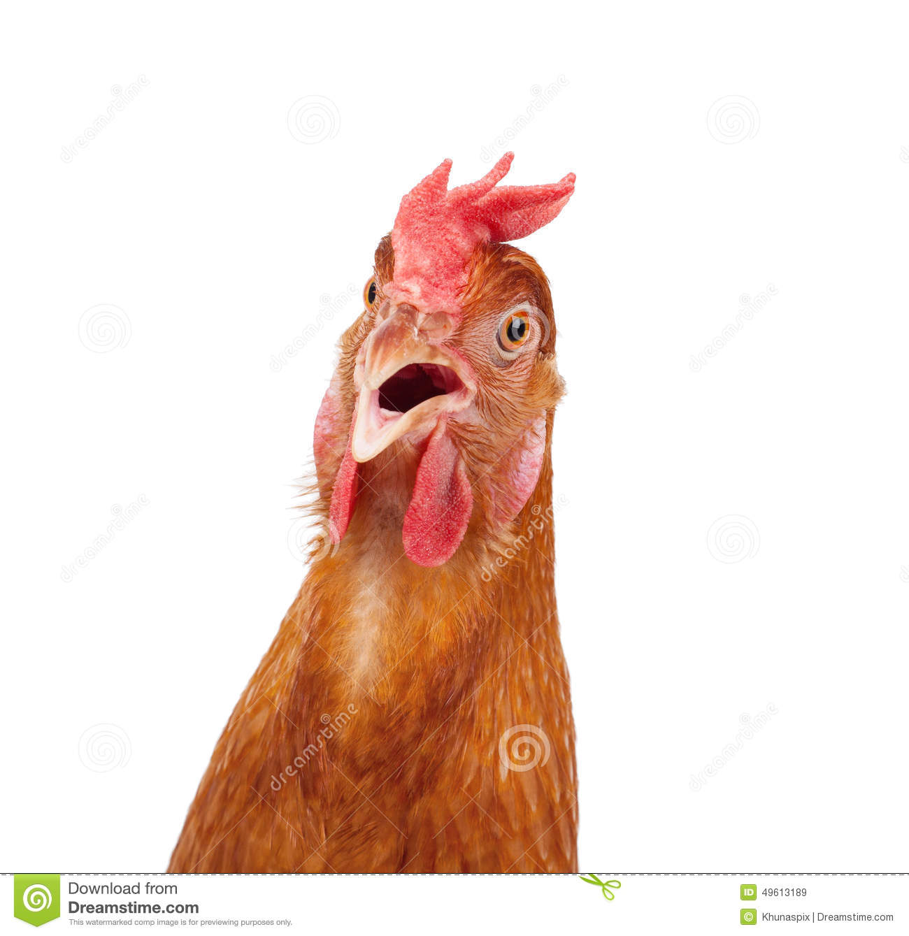Chicken wondering Blank Meme Template